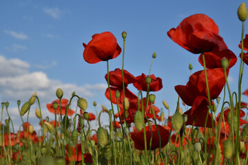 Obraz premium Poppy field