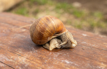 A large snail crawls on a large log in an open space