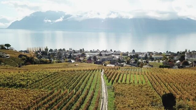 Lavaux vineyards during autumn with warm colors, Cully and the leman lake with french mountains. drone aerial panoramic. Vaud, Switzerland