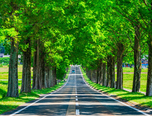 メタセコイア並木　新緑のマキノ高原