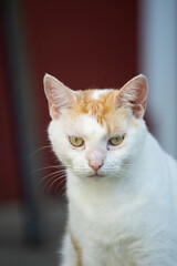 White cat with brown head looking