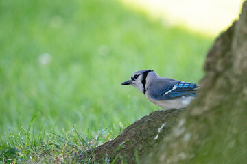 Blue Jay standing on tree trunk
