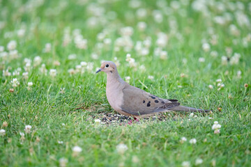 Mourning Dove standing in grass with flowers
