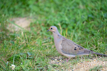 Mourning Dove looking around in grass