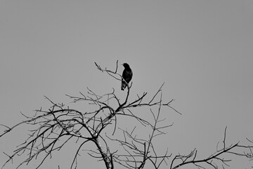 Black bird perched on tree in black and white
