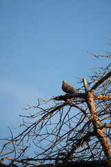 Mourning dove perched in tree