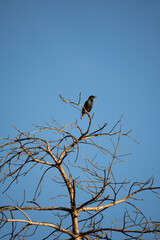 Black bird perched on tree branch
