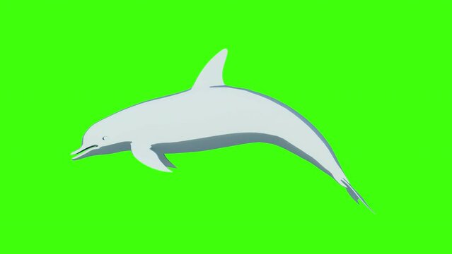 a cartoon dolphin. a 2d dolphin isolated on green background. animation of a cartoon gray dolphin