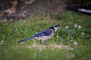 Blue Jay Bird Standing Eating Seed
