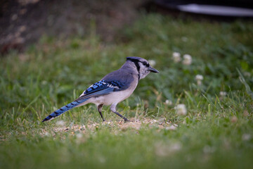 Blue Jay Bird Standing Near Feed