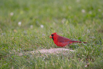 Cardinal eating seed in grass