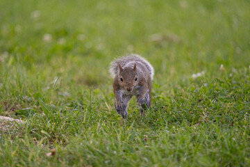 Obraz premium Gray squirrel running towards camera in grass