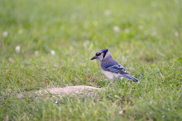 Blue Jay bird Standing near bird seed