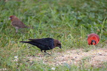 Black bird and cardinal eating seed
