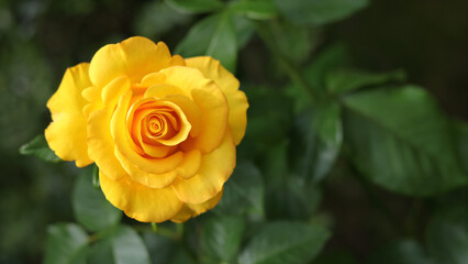 Open incredibly beautiful yellow Rose in the garden. Floral background. Soft focus. Close up beautiful yellow rose. Natural floral background. Horizontal photo. Without people. Beautiful postcard 