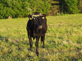Cow with a flower wreath. Harvest and Fertility Festival. Summer Solstice 