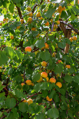 Harvest ripe apricots on the branches