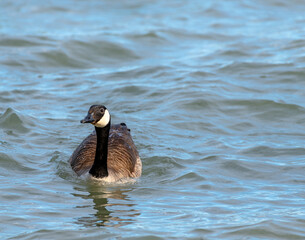 country goose swimming in water