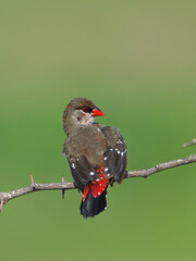 Red Munia or Red Avadavat or Strawberry Finch