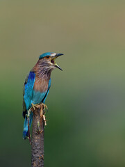 Indian Roller - A beautiful resident bird of Indian Sub continent. 