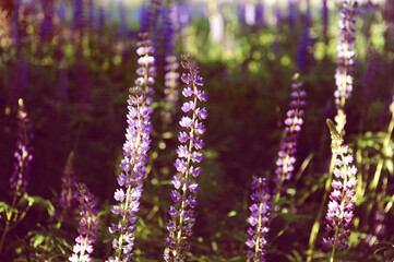 Wild blue-purple lupins field on a sunset. Tall grass meadow, shining sunbeams. Summertime aesthetics