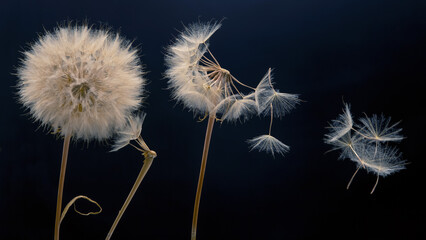 Obraz na płótnie Canvas dandelion seeds fly from a flower on a dark background. botany and bloom growth propagation