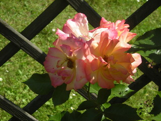 Fototapeta kolorowe róże z ogrodu obraz