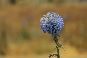 The southern globe thistle (Echinops ritro), is a species of flowering plant in the sunflower family native to southern and eastern Europe and western Asia. It is common in Turkey.