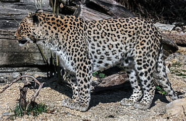 Persian leopard in its enclosure. Latin name - Panthera pardus saxicolor