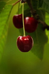 cherries on a branch