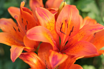 Tiger lily flower. Red lily. Lilium lancifolium . Beautiful flower of orange Lily in the garden on a summer day. Lilium tigrinum. Orange lily close up. Lilium Lancifolium. Floral background.  Summer 