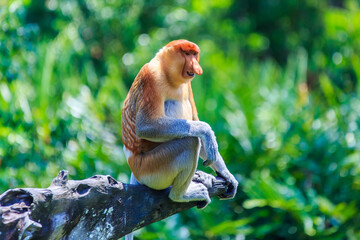 proboscis monkey or nasalis larvatus - Powered by Adobe