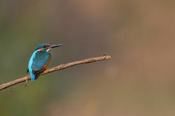Common Kingfisher