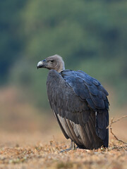 White-rumped Vulture