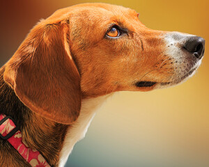 Sweet Foxhound dog profile looking right