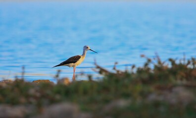 Black-winged Stilt (Himantopus himantopus) It is one of the common species on the banks of the Tigris River in Diyarbakır.
