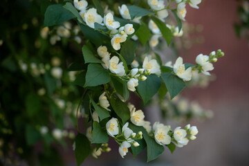 Beautiful white jasmine flowers. Selective focus, blurred background. High quality photo