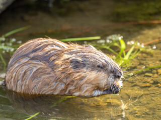Wild animal Muskrat, Ondatra zibethicuseats, eats on the river bank