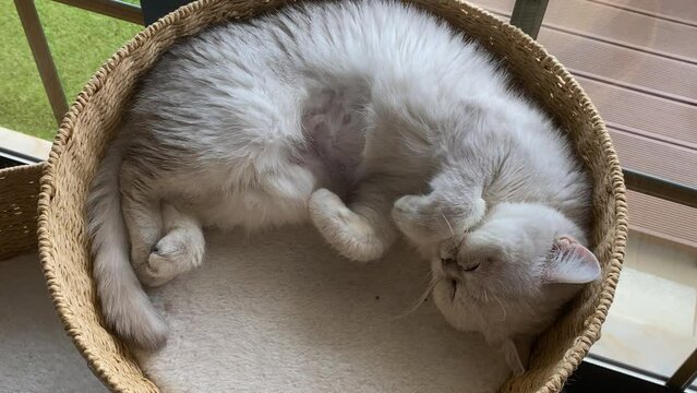 White Persian Cat Sleeping On The Bed close up