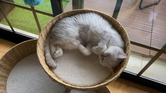 White Persian Cat Sleeping On The Bed zoom in