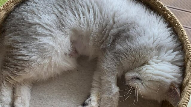 Low Angle Of Sleeping Persian Cat On The Floor With 4K Resolution