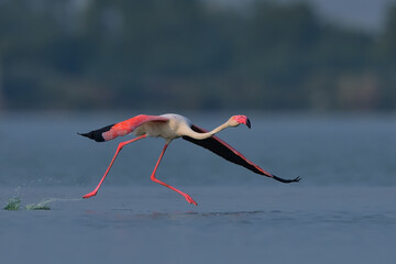 Greater Flamingo