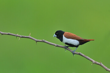 Tri-color Munia