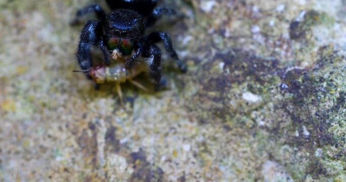 Static macro video of a Bold Jumping Spider Phidippus audax, eating a cricket. Spider backs away from camera.