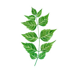 Handdrawn Watercolor green leaves on the white background. Scrapbook design, typography poster, label, banner, post card.