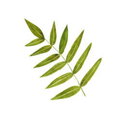 Handdrawn Watercolor green leaves on the white background. Scrapbook design, typography poster, label, banner, post card.