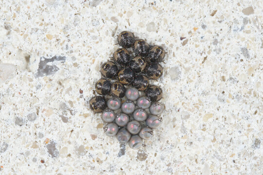 Eggs and group of young larvae after hatching of  the mottled shieldbug (Rhaphigaster nebulosa)