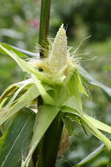 Ripe ripe uncovered corn . - 514016200