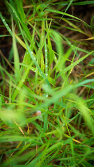 green gras with waterdrops early morning concept