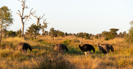 Fototapeta na wymiar Autruche d'Afrique,.Struthio camelus, Common Ostrich, Parc national Kruger, Afrique du Sud